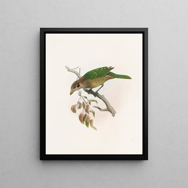 Ailuroedus melanotus - Daniel Giraud Elliot — framed artwork on a wall