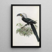 Reproduction of the painting Anorrhinus albocristatus - Daniel Giraud Elliot