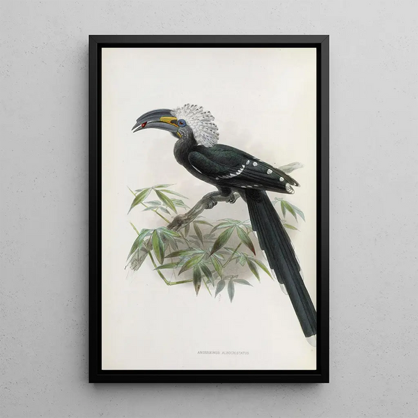 Reproduction of the painting Anorrhinus albocristatus - Daniel Giraud Elliot