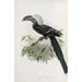 Reproduction of the painting Anorrhinus albocristatus - Daniel Giraud Elliot