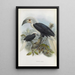 Reproduction of the painting Anorrhinus comatus - Daniel Giraud Elliot
