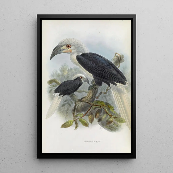 Reproduction of the painting Anorrhinus comatus - Daniel Giraud Elliot