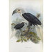 Reproduction of the painting Anorrhinus comatus - Daniel Giraud Elliot