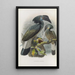 Reproduction of the painting Anorrhinus galeritus - Daniel Giraud Elliot