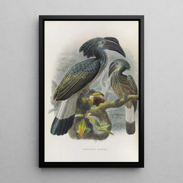 Reproduction of the painting Anorrhinus galeritus - Daniel Giraud Elliot