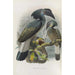 Reproduction of the painting Anorrhinus galeritus - Daniel Giraud Elliot