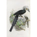 Anorrhinus leucolophus - Daniel Giraud Elliot — artwork view