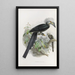 Anorrhinus leucolophus - Daniel Giraud Elliot — framed artwork on a wall