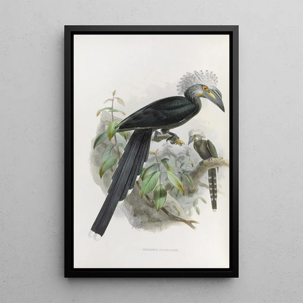Anorrhinus leucolophus - Daniel Giraud Elliot — framed artwork on a wall