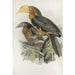Anorrhinus tickelli - Daniel Giraud Elliot — artwork view