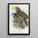 Anorrhinus tickelli - Daniel Giraud Elliot — framed artwork on a wall
