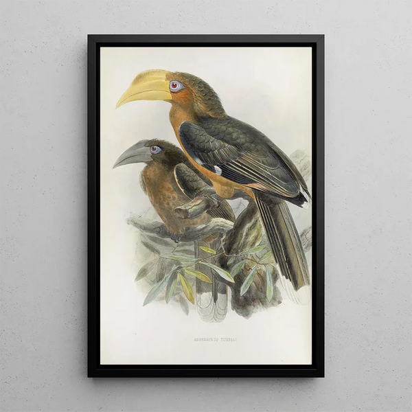 Anorrhinus tickelli - Daniel Giraud Elliot — framed artwork on a wall