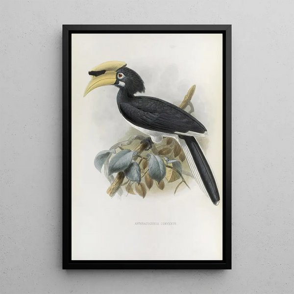 Reproduction of the painting Anthracoceros convexus - Daniel Giraud Elliot