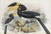Anthracoceros coronatus - Daniel Giraud Elliot — artwork view