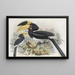 Anthracoceros coronatus - Daniel Giraud Elliot — framed artwork on a wall