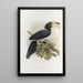 Anthracoceros fraterculus - Daniel Giraud Elliot — framed artwork on a wall