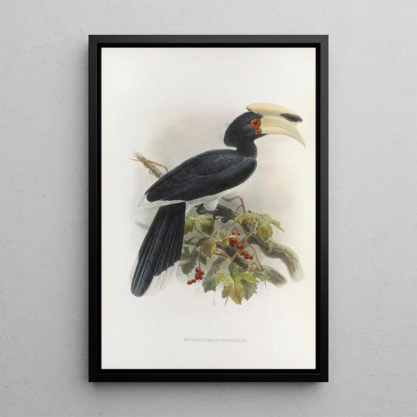 Anthracoceros fraterculus - Daniel Giraud Elliot — framed artwork on a wall