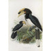 Anthracoceros malabaricus - Daniel Giraud Elliot — artwork view