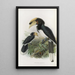 Anthracoceros malabaricus - Daniel Giraud Elliot — framed artwork on a wall