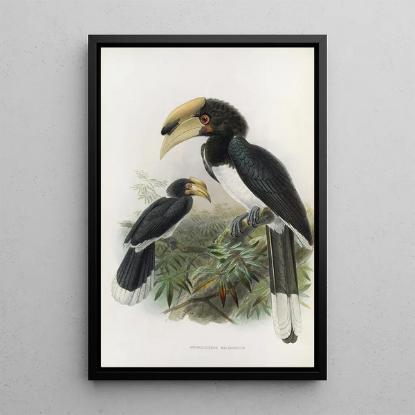 Anthracoceros malabaricus - Daniel Giraud Elliot — framed artwork on a wall