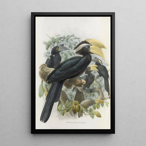 Anthracoceros malayanus - Daniel Giraud Elliot — framed artwork on a wall