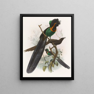 Daniel Giraud Elliot - Astrapia nigra.webp