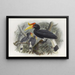 Buceros rhinocéros - Daniel Giraud Elliot — framed artwork on a wall