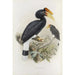 Buceros sylvestris - Daniel Giraud Elliot — artwork view