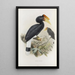 Buceros sylvestris - Daniel Giraud Elliot — framed artwork on a wall