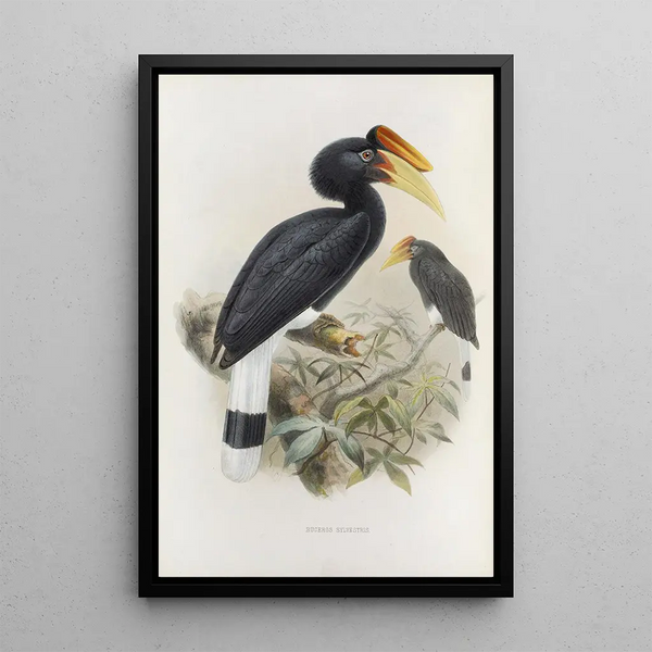 Buceros sylvestris - Daniel Giraud Elliot — framed artwork on a wall