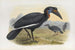 Bucorvus abyssinicus - Daniel Giraud Elliot — artwork view