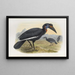 Bucorvus abyssinicus - Daniel Giraud Elliot — framed artwork on a wall