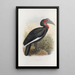 Bucorvus cafer - Daniel Giraud Elliot — framed artwork on a wall