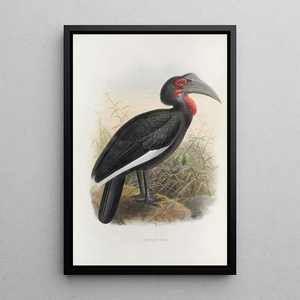 Bucorvus cafer - Daniel Giraud Elliot — framed artwork on a wall
