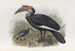 Bucorvus pyrrhops - Daniel Giraud Elliot — artwork view