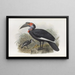 Bucorvus pyrrhops - Daniel Giraud Elliot — framed artwork on a wall
