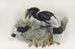 Bycanistes albotibialis - Daniel Giraud Elliot — artwork view