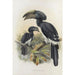 Bycanistes buccinator - Daniel Giraud Elliot — artwork view