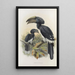 Bycanistes buccinator - Daniel Giraud Elliot — framed artwork on a wall