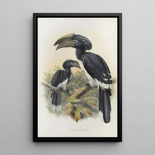 Bycanistes buccinator - Daniel Giraud Elliot — framed artwork on a wall