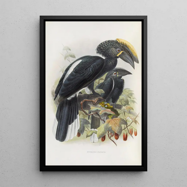 Reproduction of the painting Bycanistes cristatus - Daniel Giraud Elliot