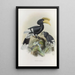 Reproduction of the painting Bycanistes cylindricus - Daniel Giraud Elliot