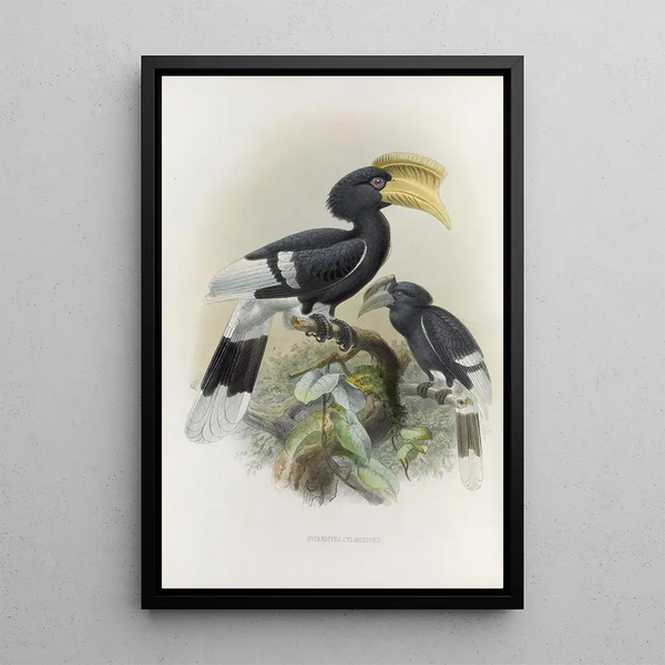 Reproduction of the painting Bycanistes cylindricus - Daniel Giraud Elliot