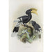 Reproduction of the painting Bycanistes cylindricus - Daniel Giraud Elliot