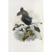 Bycanistes subcylindricus - Daniel Giraud Elliot — artwork view