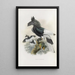 Bycanistes subcylindricus - Daniel Giraud Elliot — framed artwork on a wall