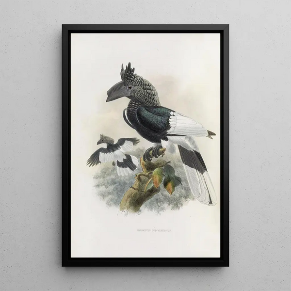 Bycanistes subcylindricus - Daniel Giraud Elliot — framed artwork on a wall