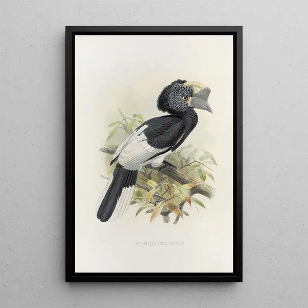 Reproduction of the painting Bycanistes subquadratus - Daniel Giraud Elliot