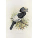 Reproduction of the painting Bycanistes subquadratus - Daniel Giraud Elliot