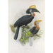 Ceratogymna elata - Daniel Giraud Elliot — artwork view